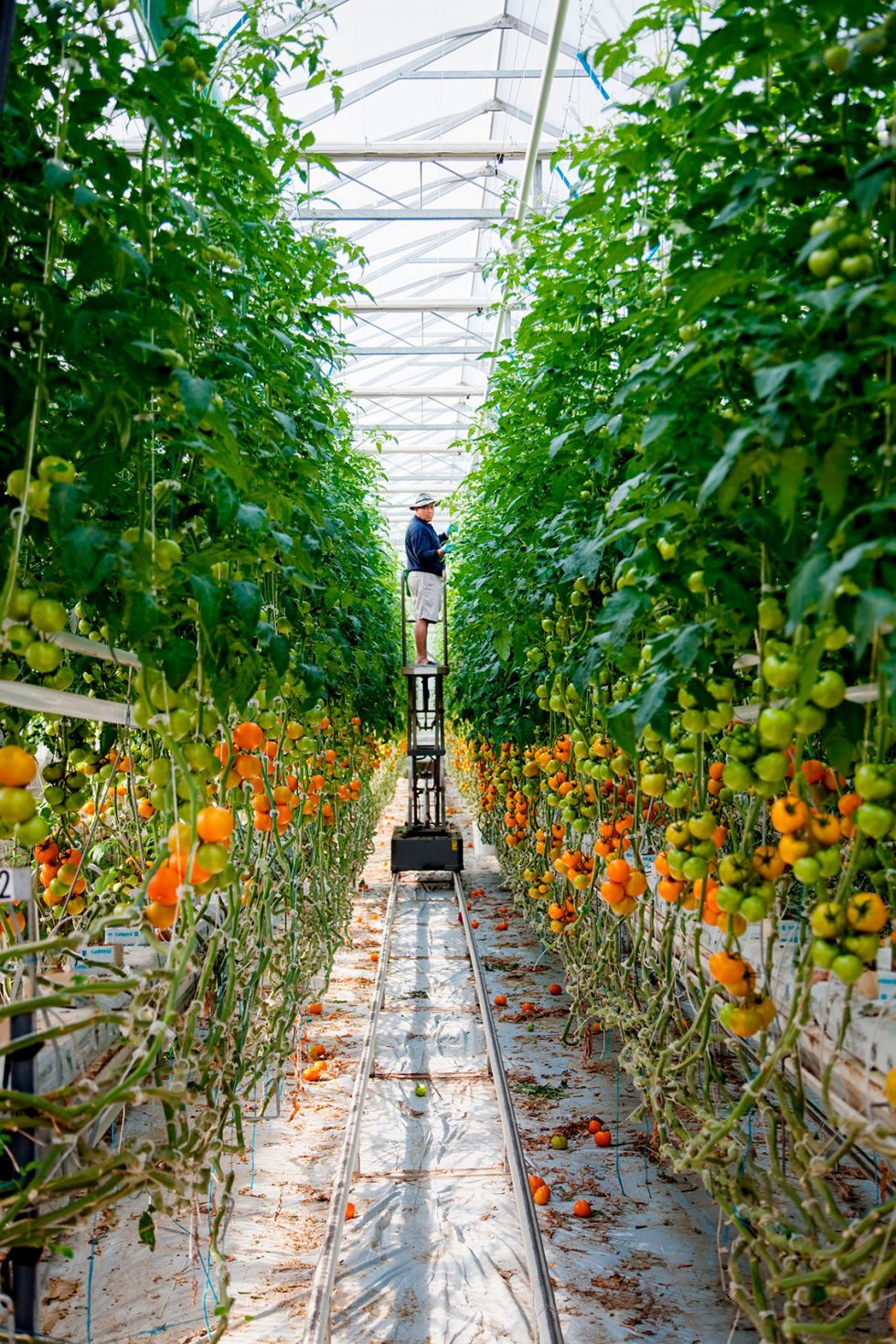 Calgary Onsite Photographer. Gentleman tending an indoor garden.